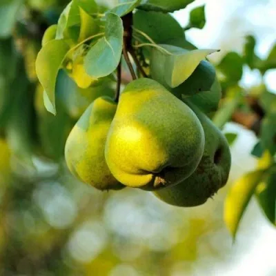 Груша СТОЛИЧНАЯ колонновидная — описание сорта Груша СТОЛИЧНАЯ колонновидная в Омске