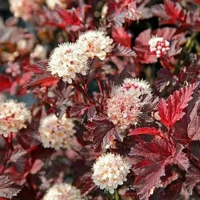 Пузыреплодник ЛЕДИ ИН РЕД  Пузыреплодник ЛЕДИ ИН РЕД в Омске