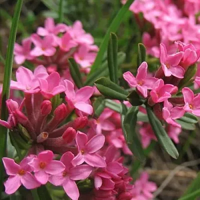 Волчеягодник  Волчеягодник в Омске