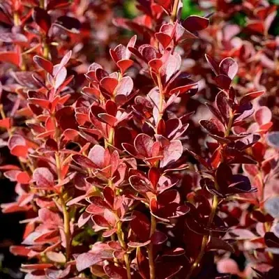 Барбарис ВУЛКАНО тунберга в Омске