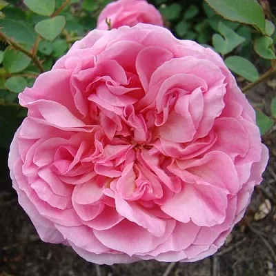 Саженцы роз ХАЙДИ ХОЛЛ английская  Саженцы роз ХАЙДИ ХОЛЛ английская в Омске