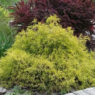 Кипарисовик ГОЛДЕН МОП горохоплодный в Омске