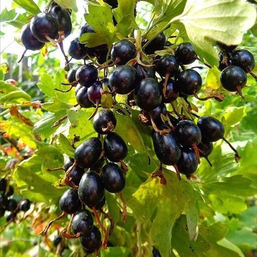 Смородина золотистая ОВАЛЬНАЯ в Омске