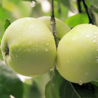 Саженцы яблони оптом в Омске