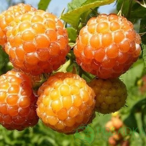 Малина КУМБЕРЛЕНД желтая в Омске