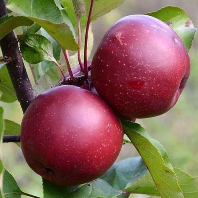 Яблоня красномясая в Омске