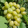Виноград в Омске