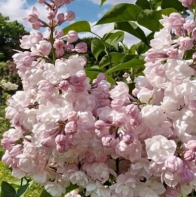 Сирень КРАСАВИЦА МОСКВЫ (привитая) в Омске