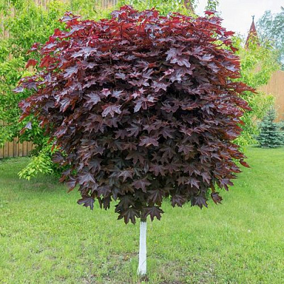 Клен красный в Омске