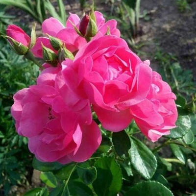 Роза АНГЕЛА флорибунда в Омске