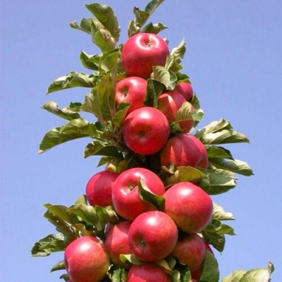 Яблоня СОЗВЕЗДИЕ колонновидная в Омске