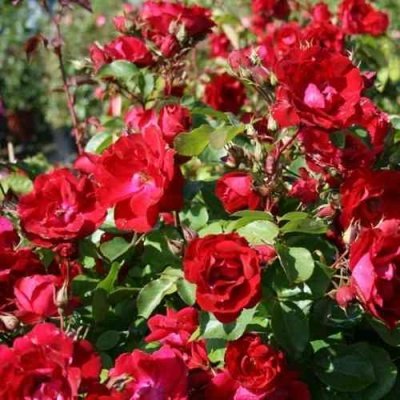 Роза ЧАМПЛЕЙН флорибунда в Омске