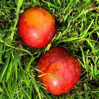 Шарафуга НЕКТАРИННАЯ в Омске