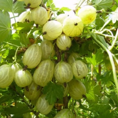 Крыжовник ИНВИКТА в Омске