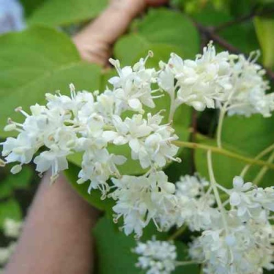 Сирень АМУРСКАЯ в Омске