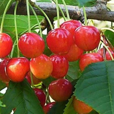 Черешня ДОНЧАНКА в Омске