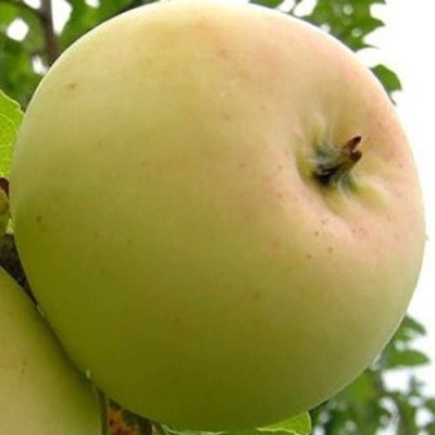 Яблоня БАНАНОВОЕ в Омске