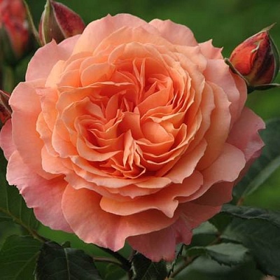 Роза шраб в Омске