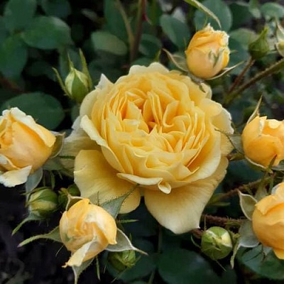 Роза флорибунда в Омске