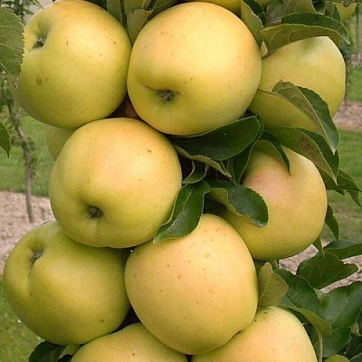 Яблоня колонновидная в Омске