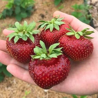 Клубника МАЛЬВИНА в Омске