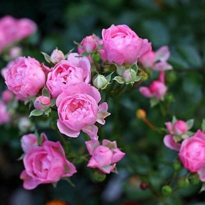 Роза полиантовая в Омске