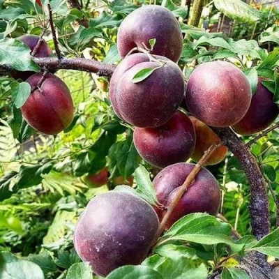 Абрикос ЧЕРНЫЙ БАРХАТ в Омске