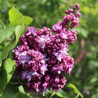 Сирень МАРШАЛ МАЛИНОВСКИЙ в Омске