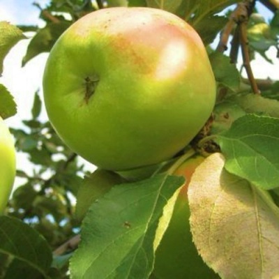Яблоня ИКША колонновидная в Омске