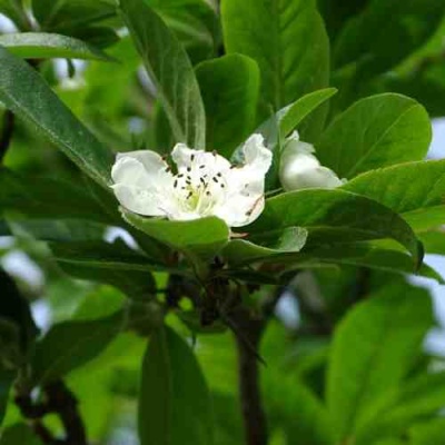 МУШМУЛА  в Омске