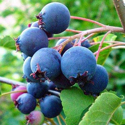 Ирга ПЕМБИНА в Омске