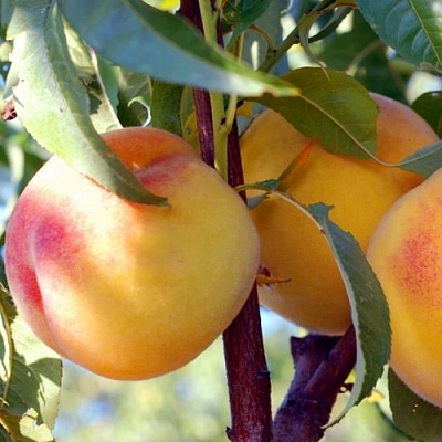 Персики в Омске