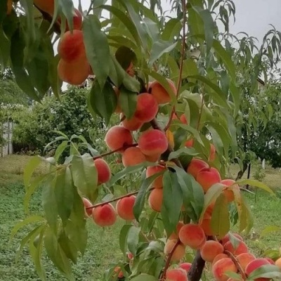 Персик ВУЛКАН в Омске