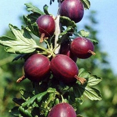 Крыжовник СЛИВОВЫЙ в Омске