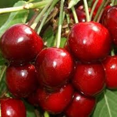 Черешня МИНЧАНКА в Омске