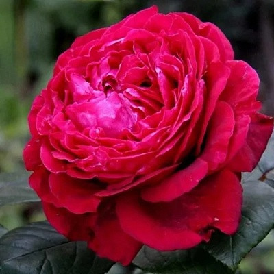 Роза 4 ВЕТРОВ флорибунда  в Омске