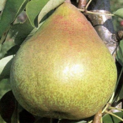 Груша КОРОЛЛА в Омске