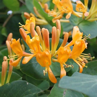 Жимолость ТЕЛЬМАНА в Омске