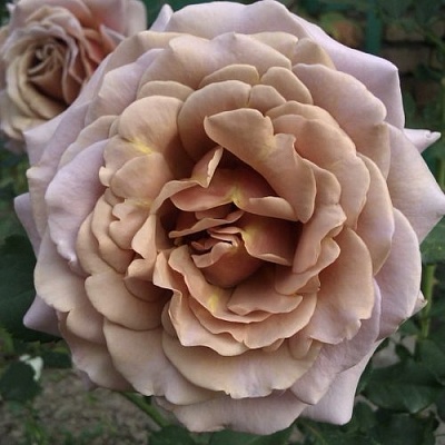 Роза КОКО ЛОКО флорибунда  в Омске