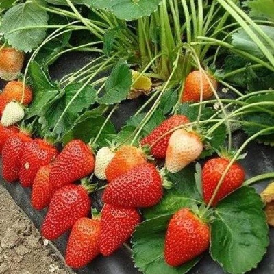 Клубника РОКСАНА в Омске