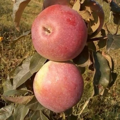 Яблоня АКСАМИТ в Омске