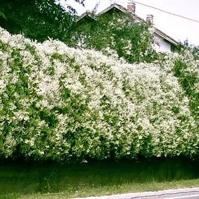 Фаллопия в Омске