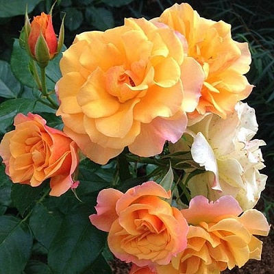 Роза ТЕКИЛА флорибунда  в Омске