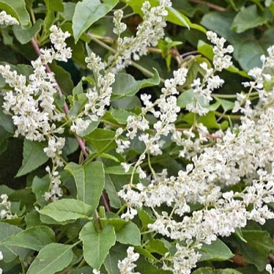 Фаллопия АУБЕРТА в Омске