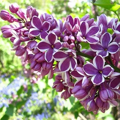 Сирень СЕНСАЦИЯ (привитая) в Омске