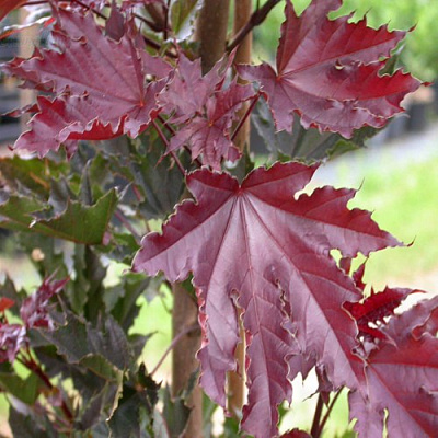 Клен КРИМСОН СЕНТРИ остролистный в Омске