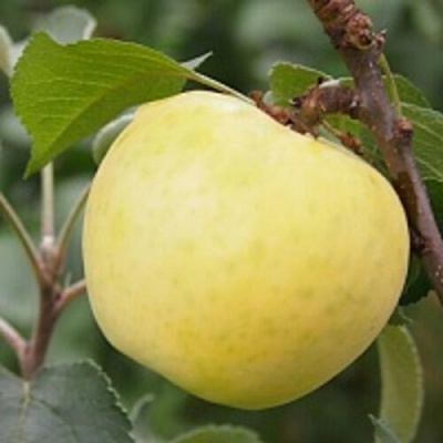 Яблоня МЕДОК колонновидная в Омске