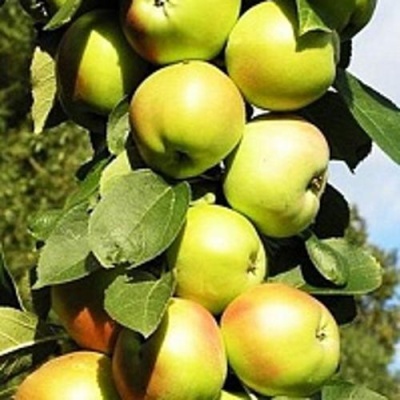 Яблоня БОЛЕРО колонновидная в Омске