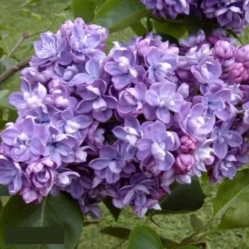 Сирень АМИ ШОТТ в Омске