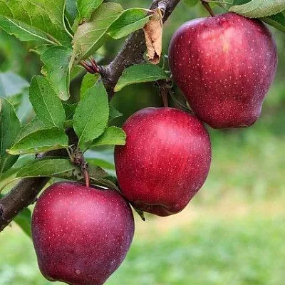 Саженцы яблони купить в Москве из питомника, цена дерева